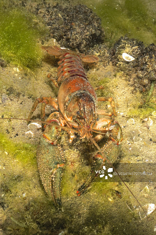 克氏原螯虾，美洲螯虾，入侵物种，苏黎世湖，瑞士苏黎世州图片素材