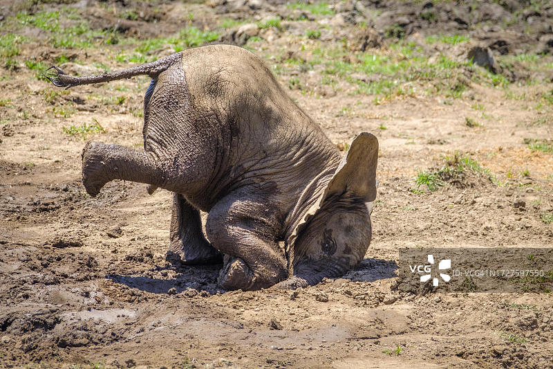 非洲象幼崽将头伸入泥里。小象在泥里玩耍。赞比亚下赞比西国家公园图片素材