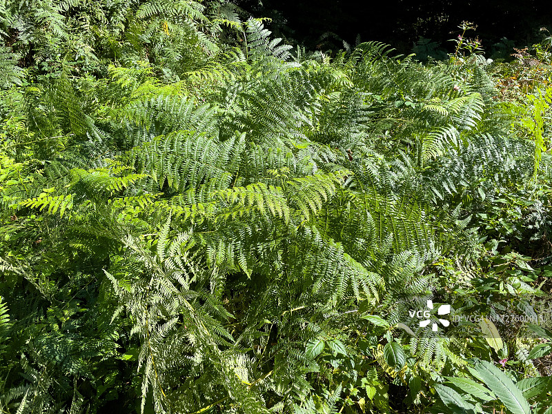 德国北莱茵-威斯特法伦州混合森林中生长的密集蕨类植物图片素材