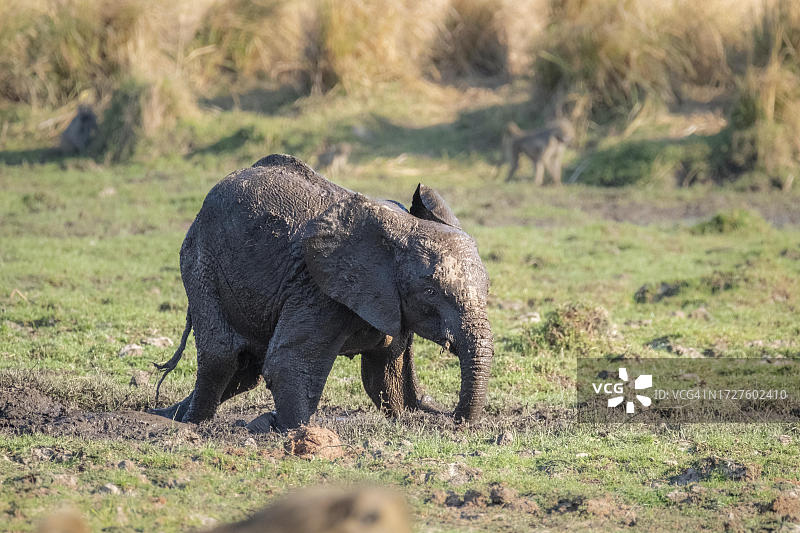 在泥地里玩耍的小象（非洲象），这只幼小动物浑身湿透，满是泥泞，赞比亚下赞比西国家公园图片素材