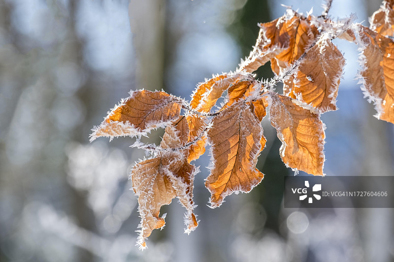 北莱茵-威斯特法伦州明斯特地区山毛榉树叶上的冰晶图片素材