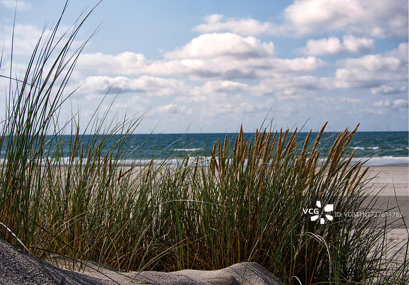 丹麦北海滩的芒草图片素材