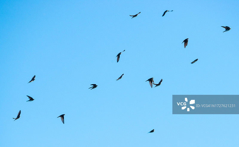 在德国波罗的海蓝天飞翔的沙燕群图片素材