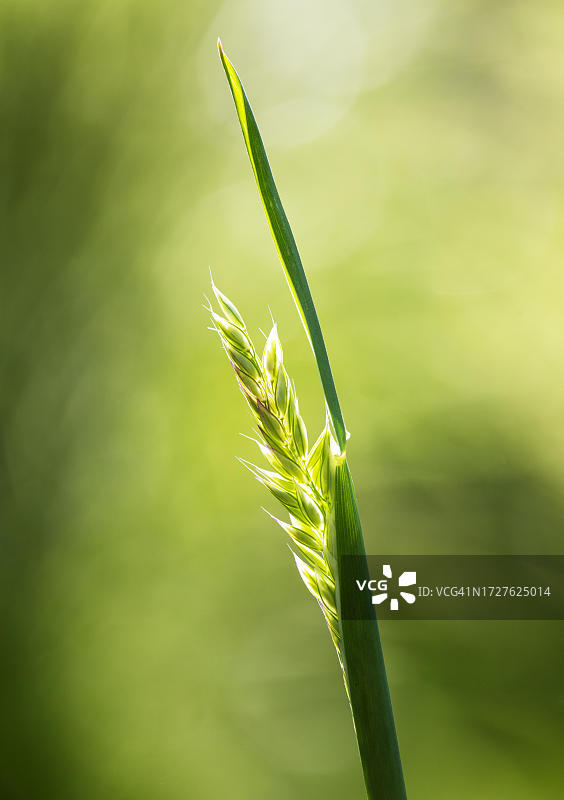 奥地利小麦微距照片图片素材