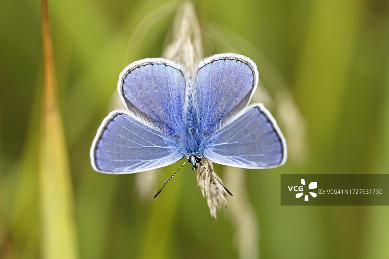 一只展开翅膀的普通蓝色蝴蝶（学名：Polyommatus icarus），位于德国萨克森-安哈尔特州中易北河生物圈保护区的一片草叶上（俯视图）图片素材