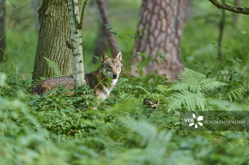 夏季德国森林中的欧洲灰狼图片素材