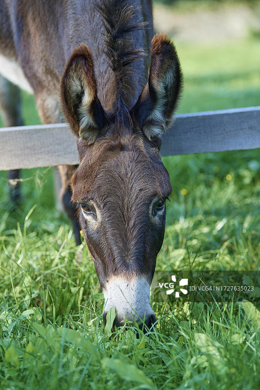 驴的肖像（德国黑森州）图片素材