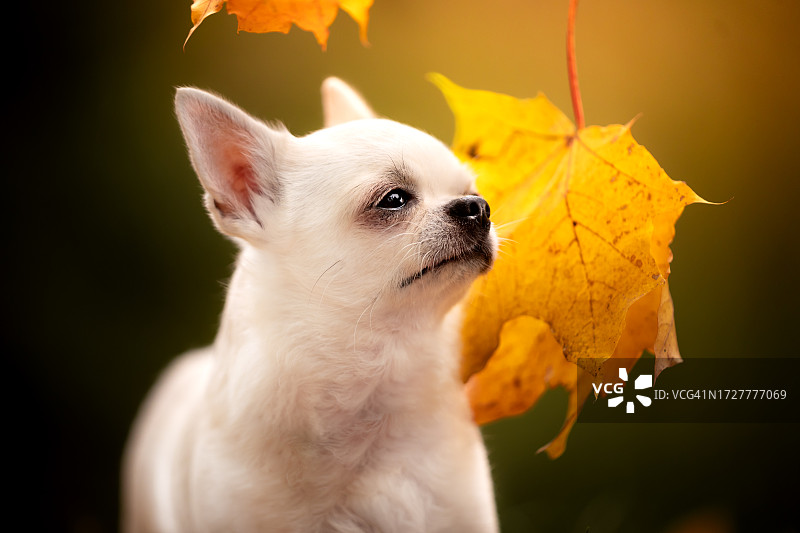 秋季吉娃娃犬肖像图片素材