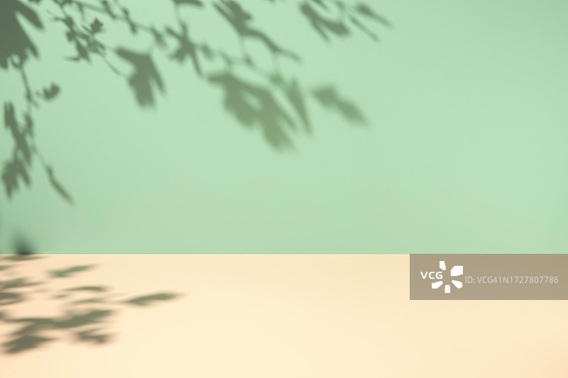 带有山楂树叶阴影的极简薄荷绿奶油色房间背景图片素材