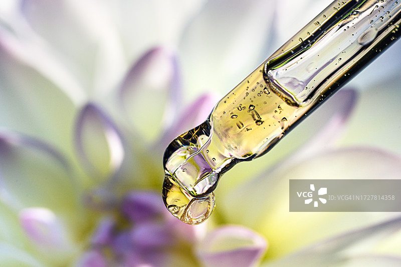滴管中的面部精华液或天然精油，以及白色娇嫩的紫罗兰大丽花花蕾图片素材