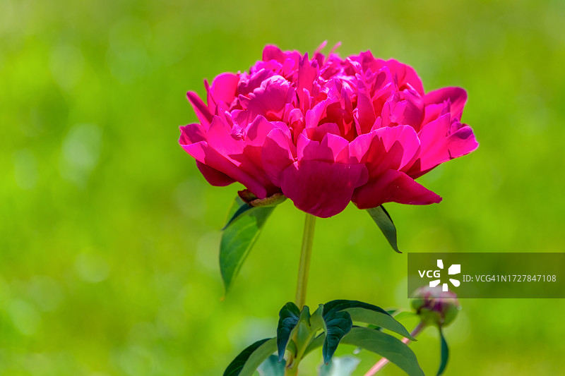 牡丹花图片素材