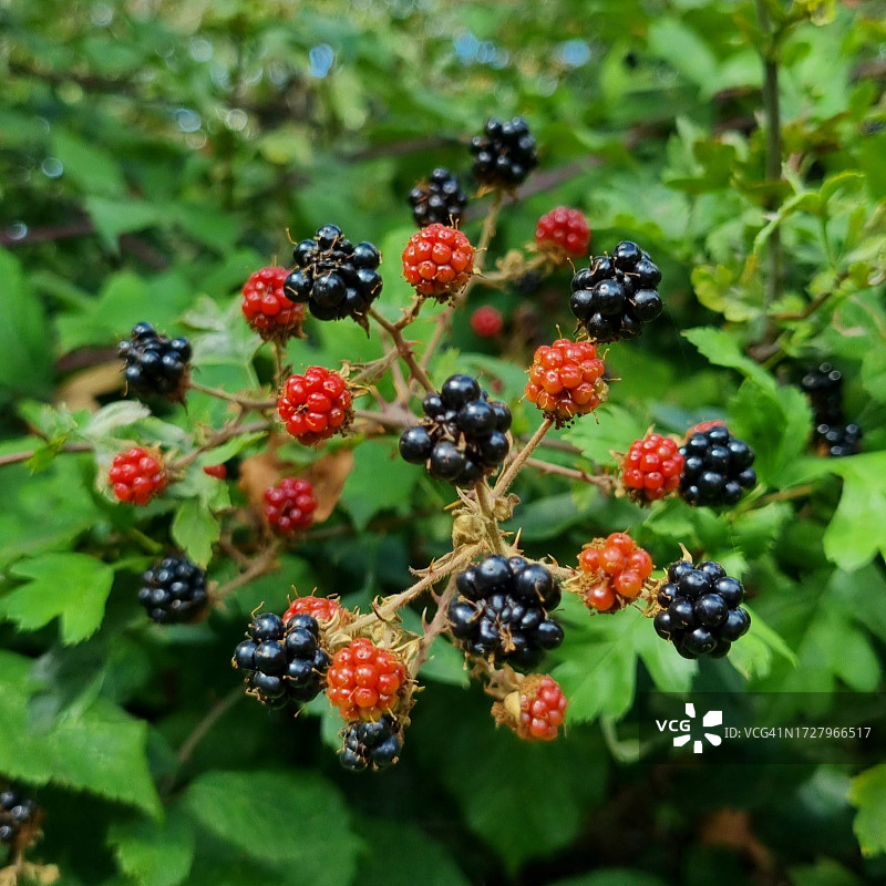 采摘黑莓的季节图片素材