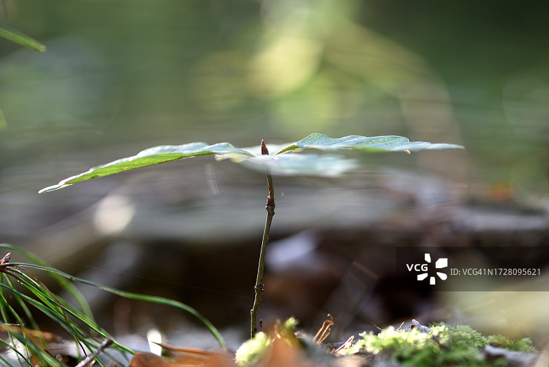 橡树苗图片素材