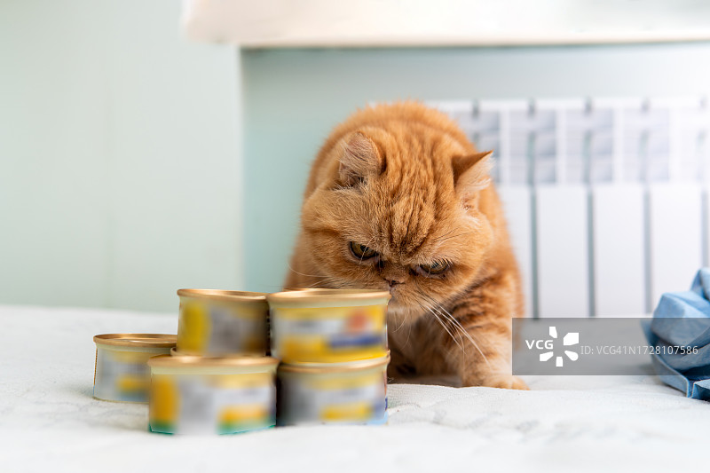 异国短毛品种的大红猫嗅着罐子图片素材