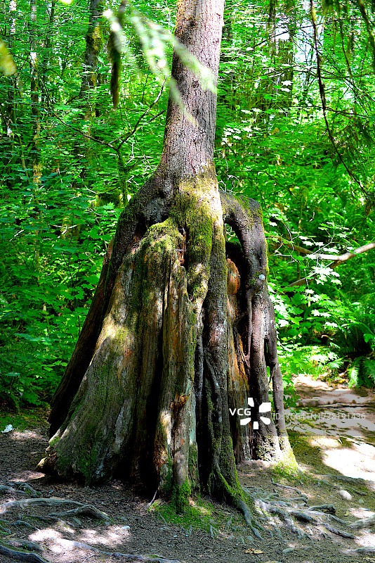 斯诺夸尔米瀑布小径图片素材