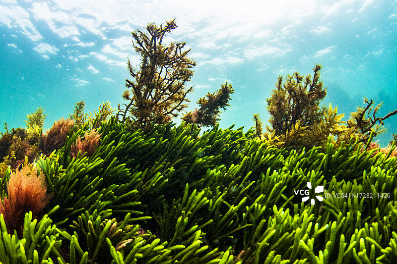 水下环境：摇曳的海草和海带图片素材