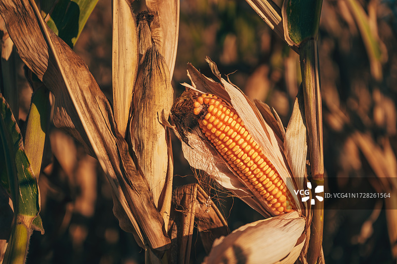 玉米特写图片素材