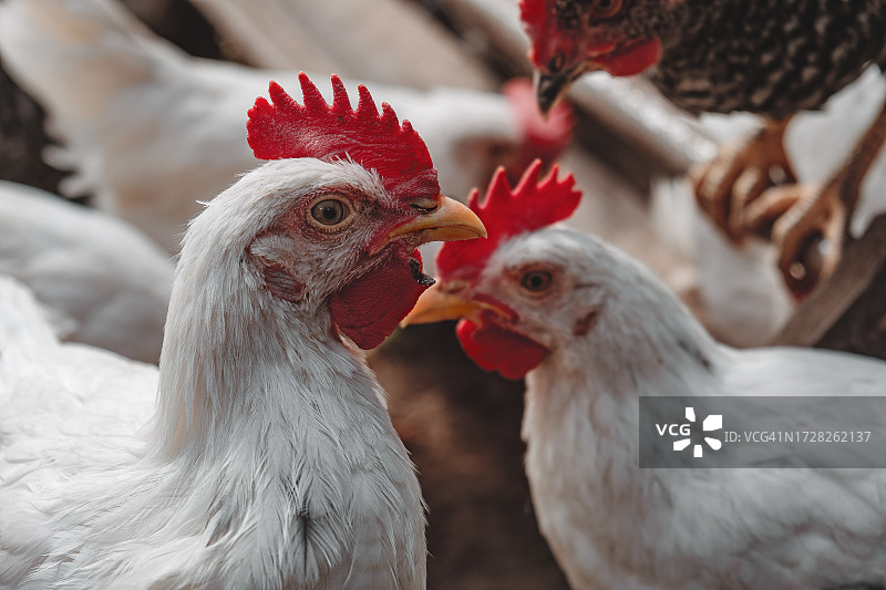 母鸡和小鸡的特写图片素材