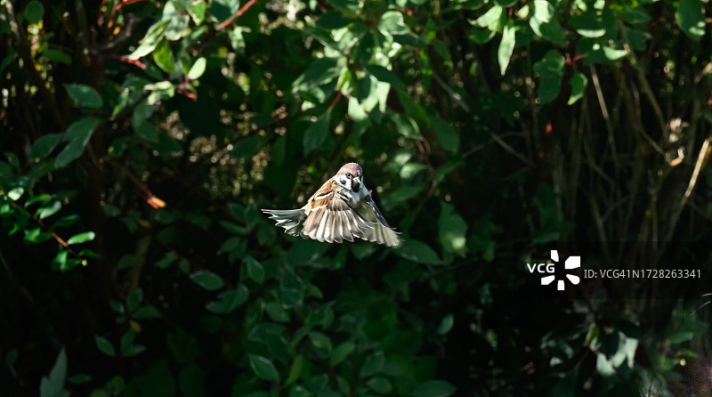 穿着冬装，迎接寒冷天气图片素材