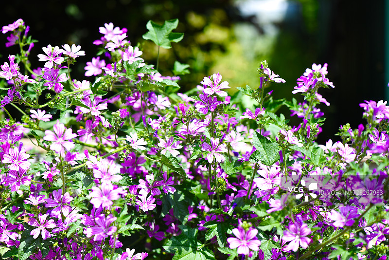 粉色开花植物的特写图片素材
