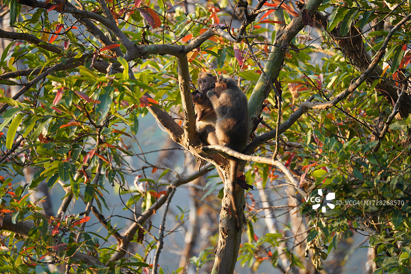 仰视树上的长尾叶猴图片素材