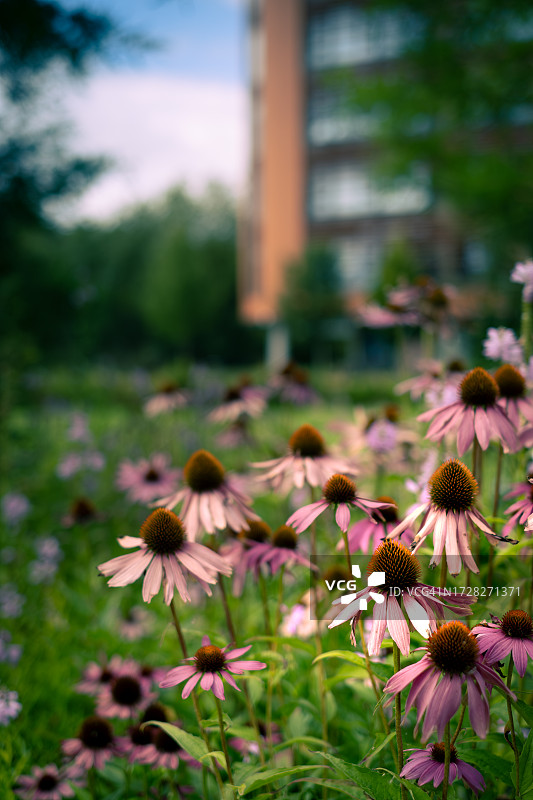 田野上粉色开花植物的特写图片素材