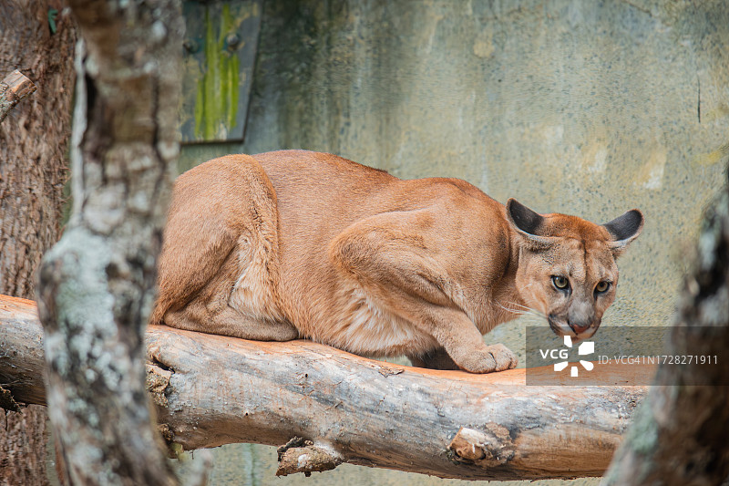 母狮在树干上休息的肖像图片素材