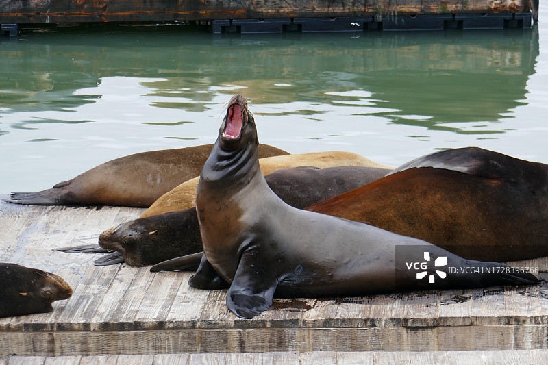 旧金山39号码头图片素材