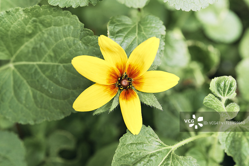 花园或森林中植物树枝上黄花的头部正面图图片素材