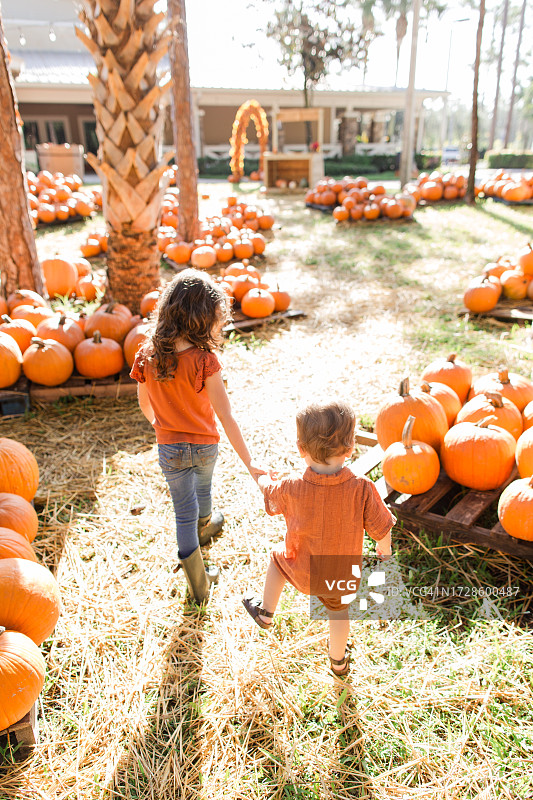 一个可爱的古巴裔美国21个月大的男婴和他4岁的妹妹穿着秋天的色调，周围是南佛罗里达州南瓜地的橙色南瓜图片素材
