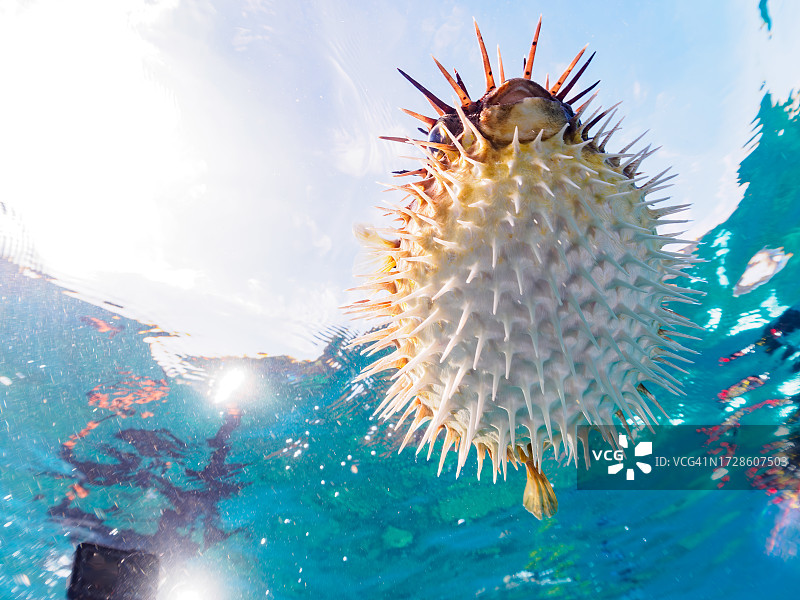 漂浮在水面的气球鱼图片素材