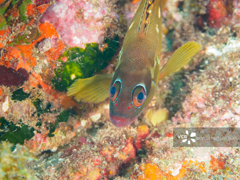 日本静冈县伊豆半岛的黑鳍石斑鱼幼鱼图片素材