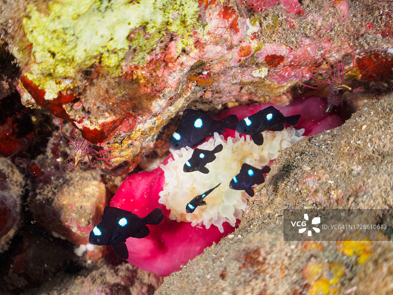 一群可爱的三点固氮鱼幼鱼和美丽的海葵图片素材