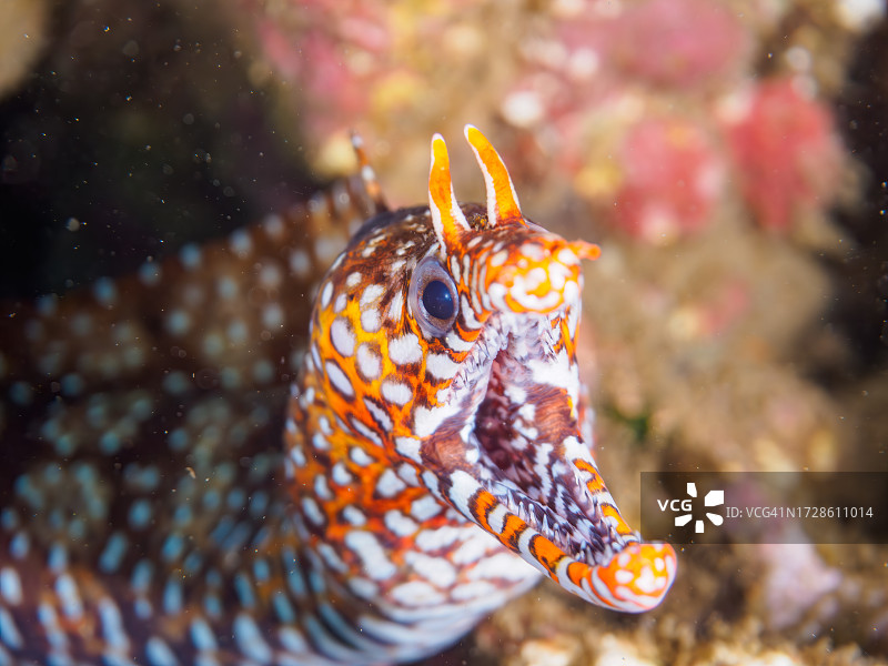 濑鱼清洁美丽的龙鳗，水下摄影图片素材