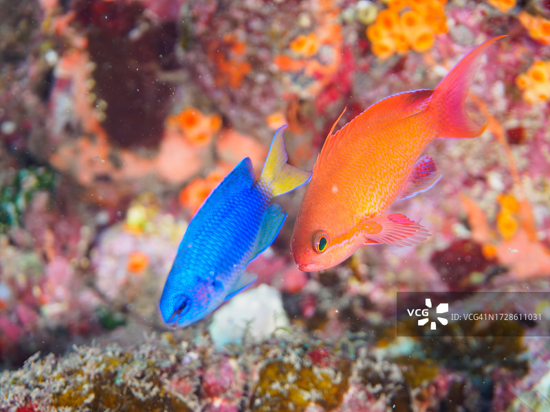 美丽的金花鲈和天堂雀鲷图片素材