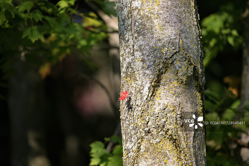 单叶树干图片素材