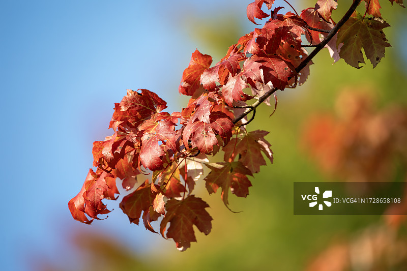 秋叶色彩图片素材