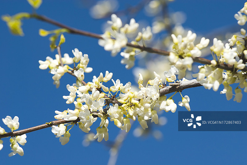 白色红花图片素材
