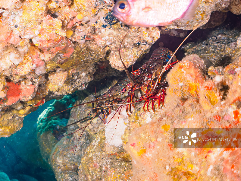 水下洞穴中美丽的日本龙虾，摄于日本静冈县图片素材