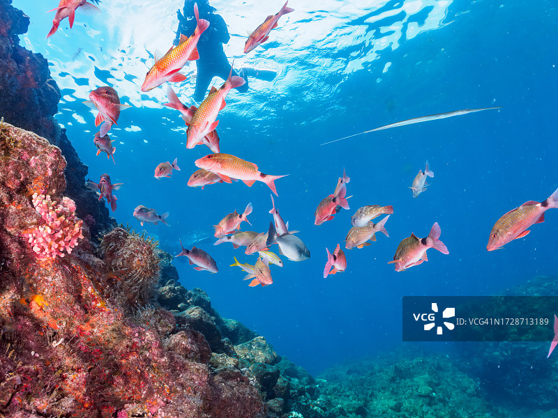 一群美丽的白鞍山羊鱼和东方蝴蝶鱼等。拍摄于2023年9月30日，地点：日本静冈县伊豆半岛加茂郡南伊豆中木HIRIZO海滩。水下摄影作品。图片素材