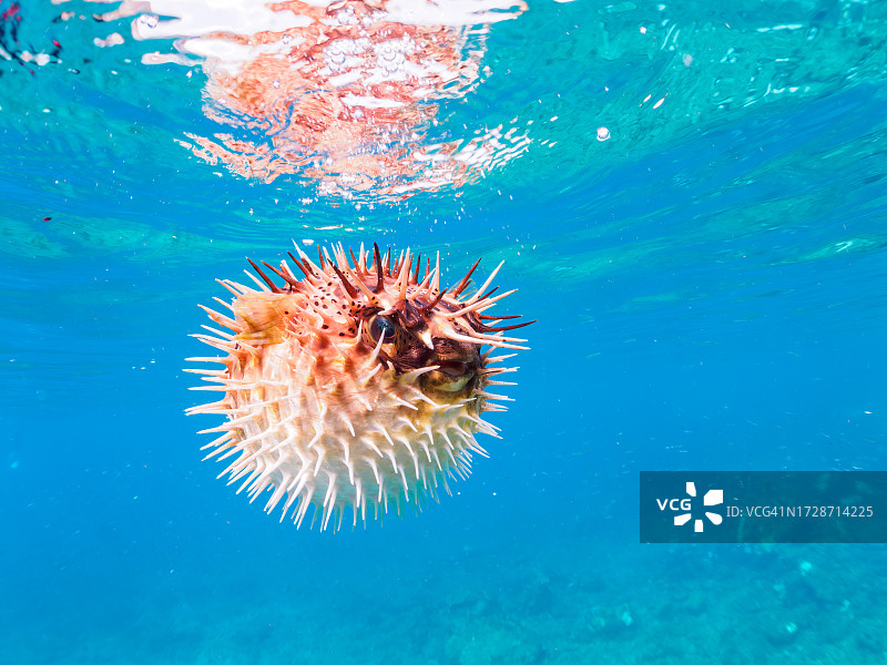 漂浮在水面的美丽气球河豚（日本伊豆半岛）图片素材