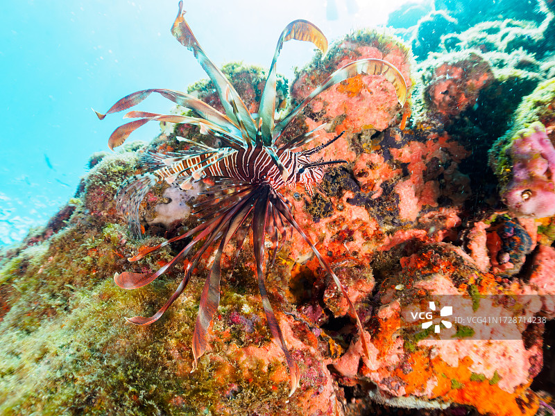 水下洞穴中美丽的红狮子鱼，日本静冈县伊豆半岛图片素材
