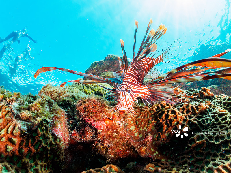 水下洞穴中美丽的红狮子鱼，日本静冈县伊豆半岛图片素材