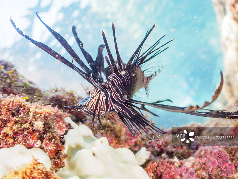 日本伊豆红狮子鱼幼鱼水下摄影图片素材