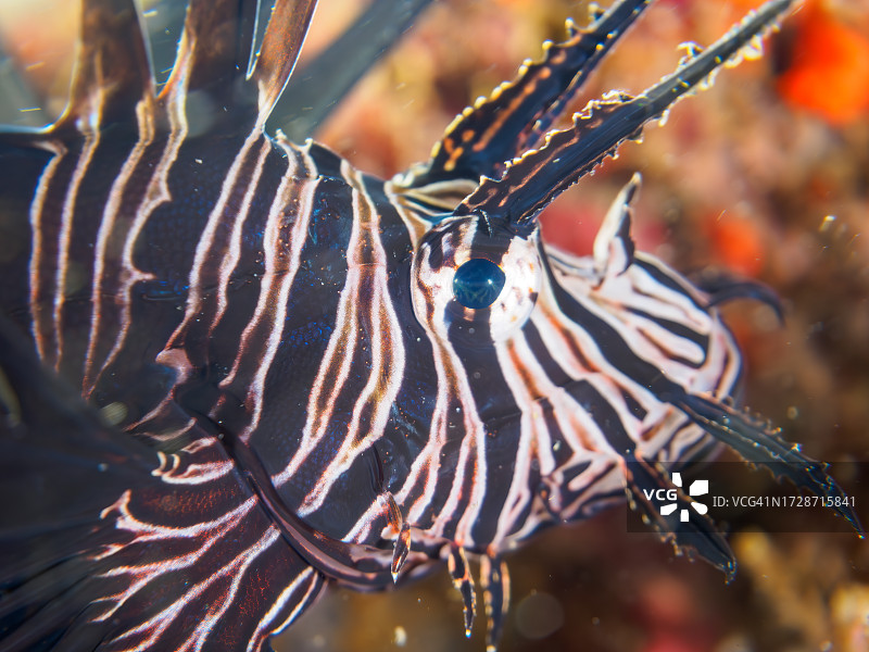 日本伊豆红狮子鱼幼鱼水下摄影图片素材