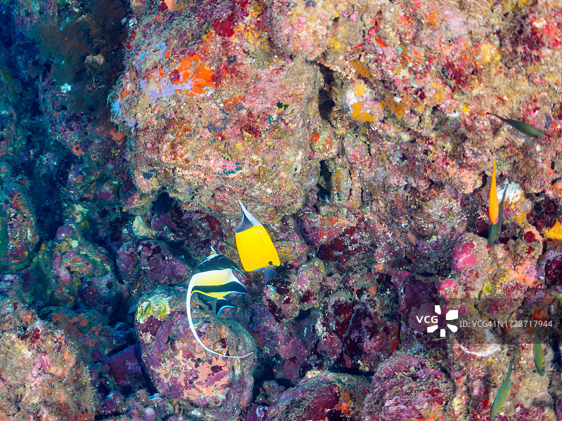日本静冈县大软珊瑚中的黄长鼻蝶鱼和日本天使鱼图片素材
