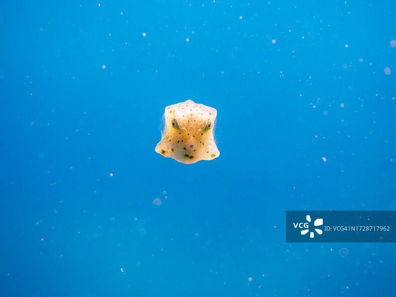 神秘的半透明长角箱鲀幼鱼，日本静冈县伊豆半岛图片素材