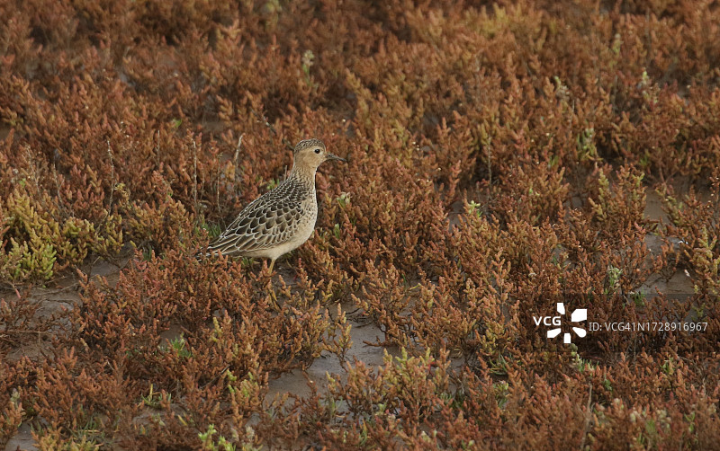 在沼泽地觅食的罕见棕胸鹬图片素材
