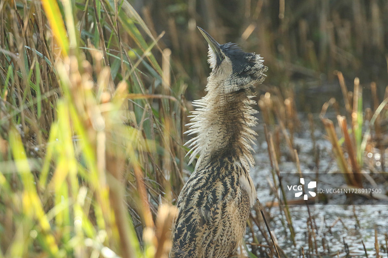 一只罕见的麻鳽在芦苇丛中寻找食物，伸长脖子，竖起羽毛，试图捕捉蜻蜓图片素材