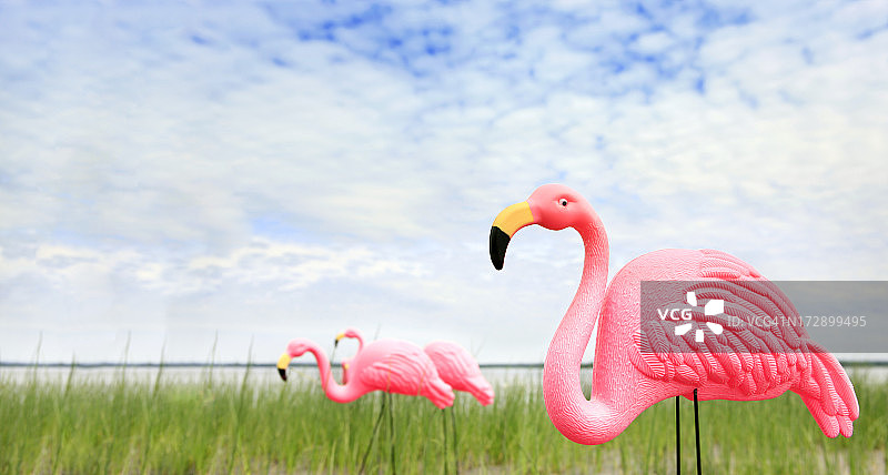 粉红色的火烈鸟图片素材